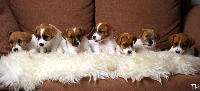 120922_D-pentue.jpg - Hugo, Bolt, Riimu, Ruu, Willa, Welho & Wili at the age of 7 weeks