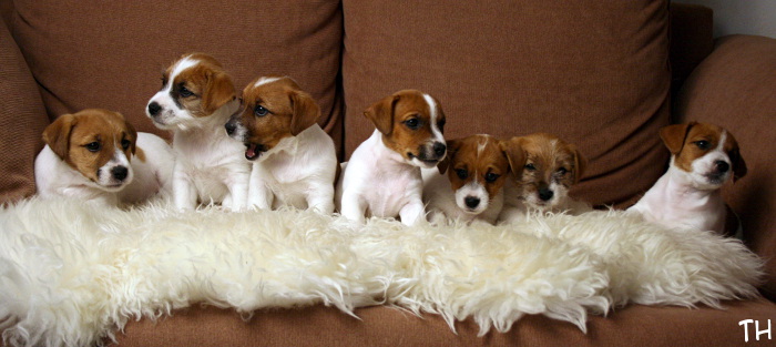 120922_D-pentue2.jpg - Hugo, Bolt, Riimu, Ruu, Willa, Welho & Wili