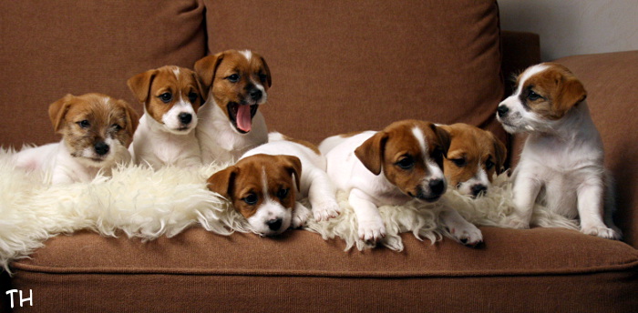 120922_D-pentue3.jpg - Welho, Willa, Riimu, Wili, Ruu, Hugo & Bolt