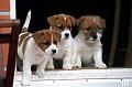 120916_wili,willa,welho