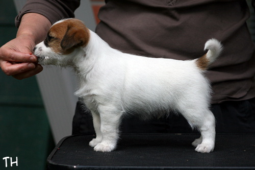 120916_prof_bolt.jpg - Bolt (Maiaran Dragon Rider) 6 weeks