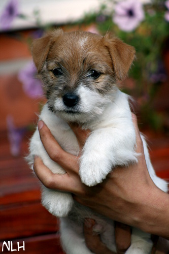 120922_welho.jpg - Welho