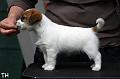 120916_prof_bolt