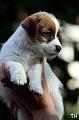 120916_prof_bolt2