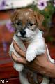 120922_welho
