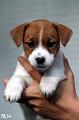 120922_wili2