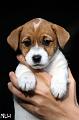 120922_willa2