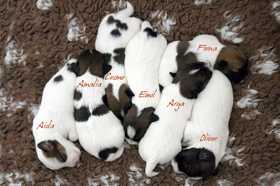 130405_pennut12pv.jpg - Pennut 12 pv / puppies 12 days old