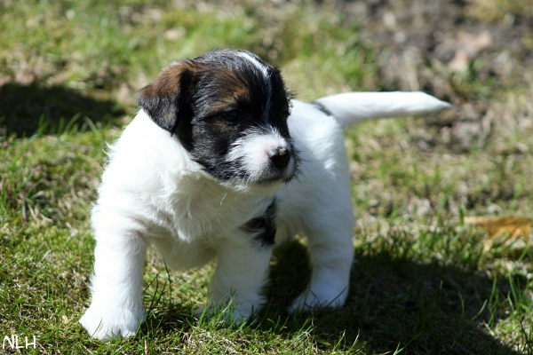 130429_oliver.jpg - Oliver 5 vkoa