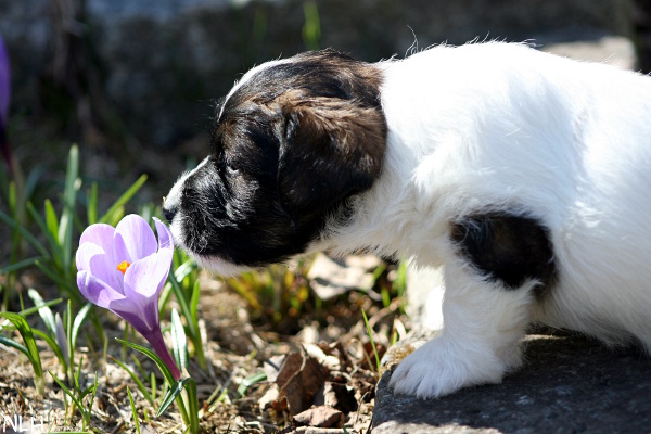 130429_oliver2.jpg - Oliver