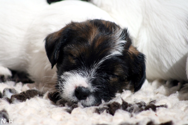 130429_oliver4.jpg - Oliver