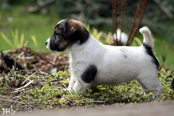 130503_emil2.jpg - Emil 6 vkoa