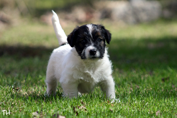 130503_oliver.jpg - Oliver 6 vkoa