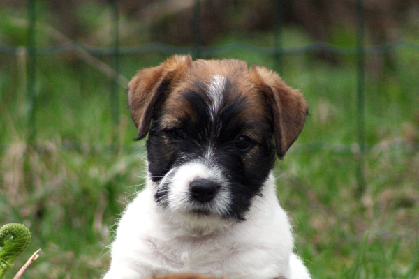 130512_oliver.jpg - Oliver