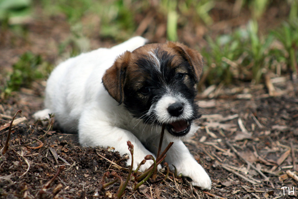130512_oliver2.jpg - Oliver