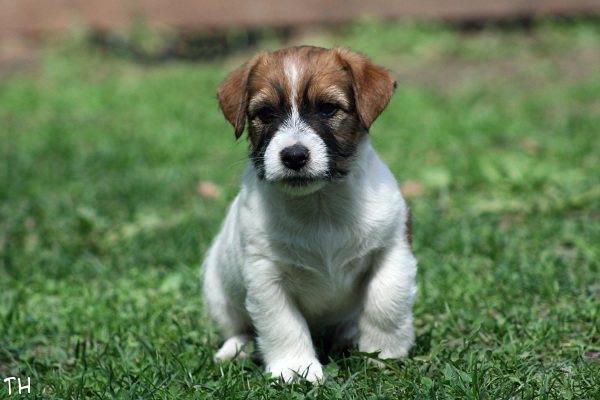 130519_emil5.jpg - Emil