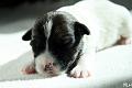 130331_oliver2