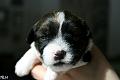 130411_oliver
