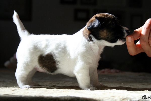 130420_arya2.jpg - Arya 4 weeks