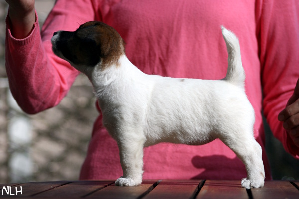 130508_arya.jpg - Arya 6,5 weeks