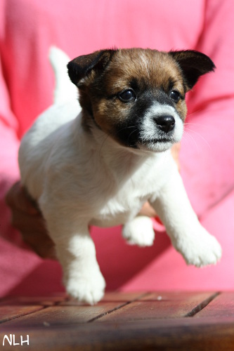 130508_arya3.jpg - Arya