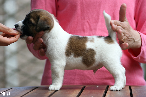 130508_cosmo.jpg - Cosmo 6,5 weeks