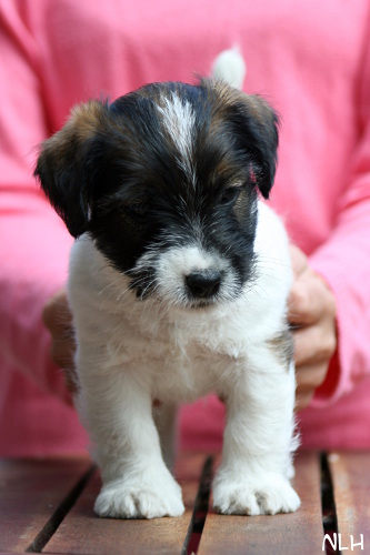 130508_oliver3.jpg - Oliver