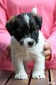 130508_oliver3